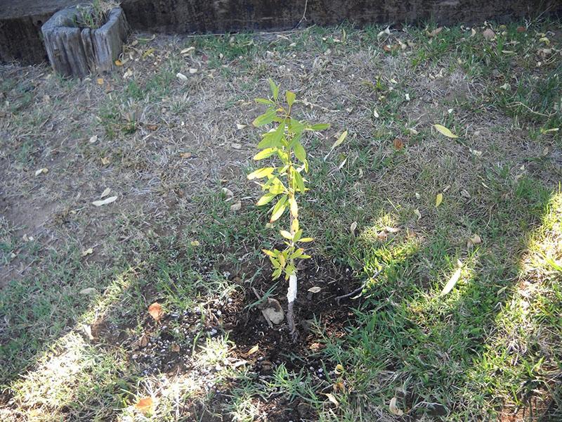 planter un amandier trilobé