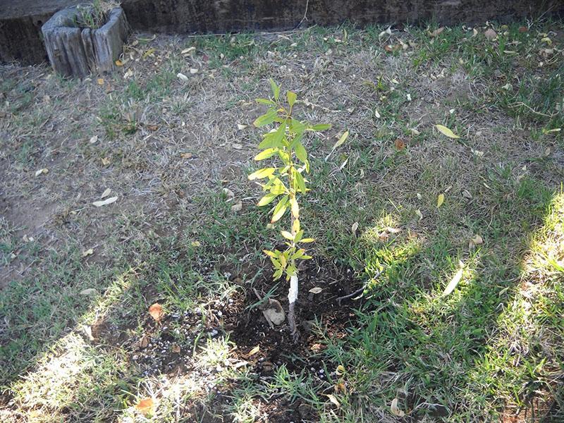 plantar almendra trilobulada