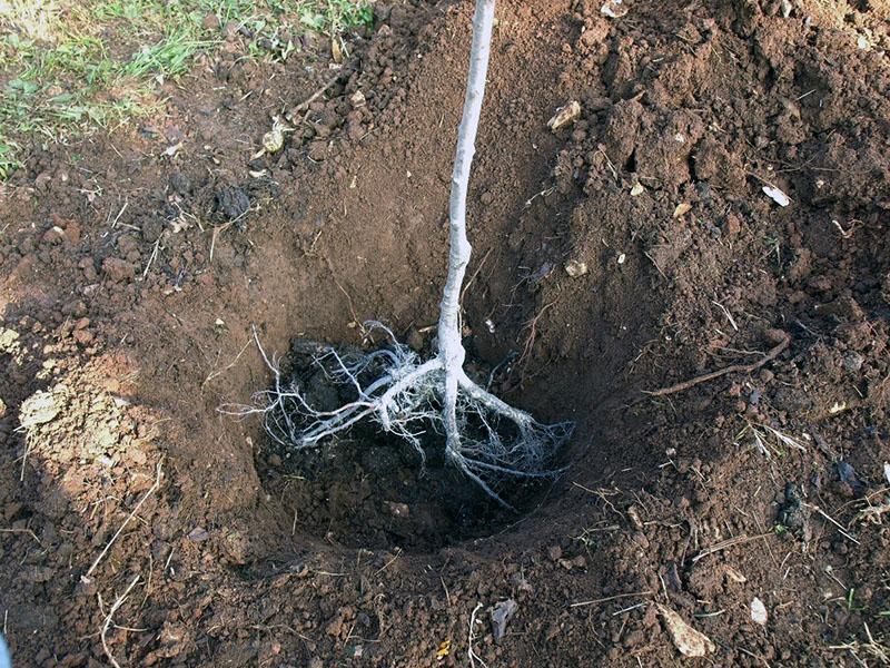 etapa de plantación de luizeaniya de tres lóbulos de almendra