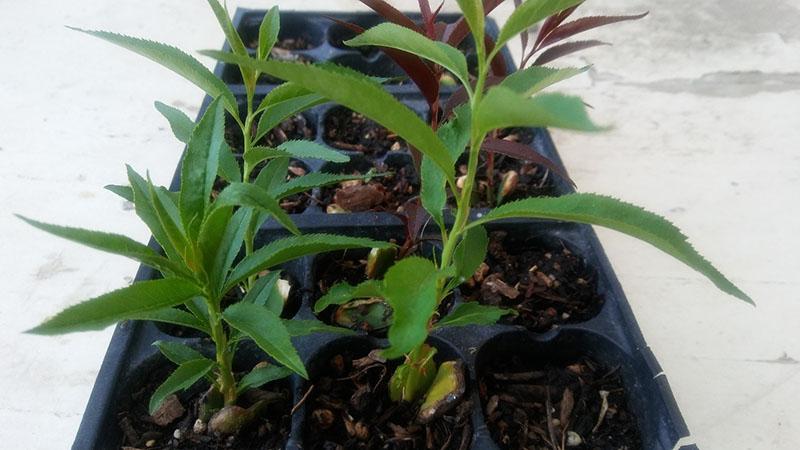 reproduction d'amande trilobée