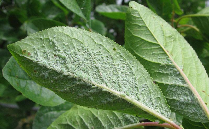 pulgones en almendras