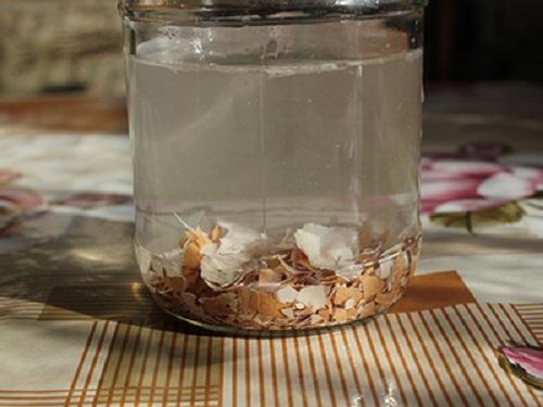 infusión de concha