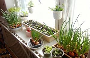 verduras en el alféizar de la ventana