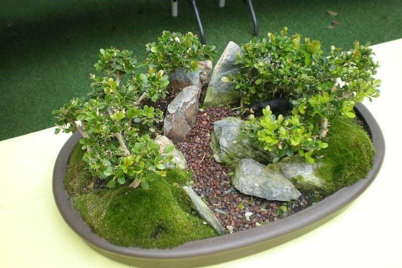 mousse pour mini jardin