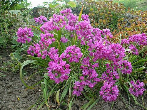 Allium amante de la ciudad