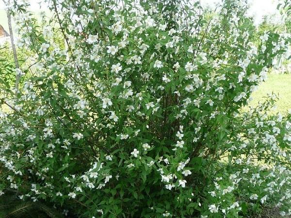 fresa mock-orange