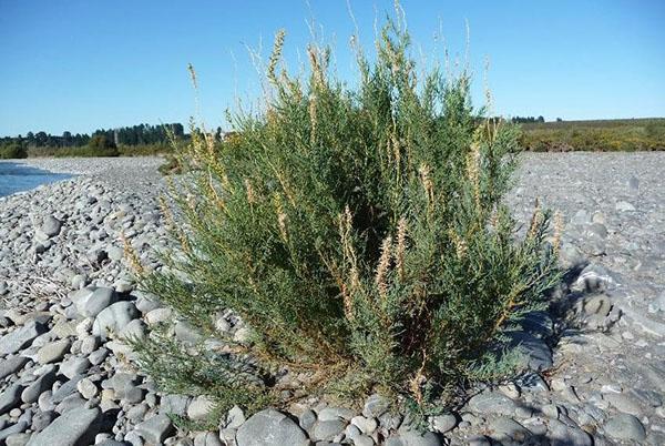 myrikaria en la naturaleza