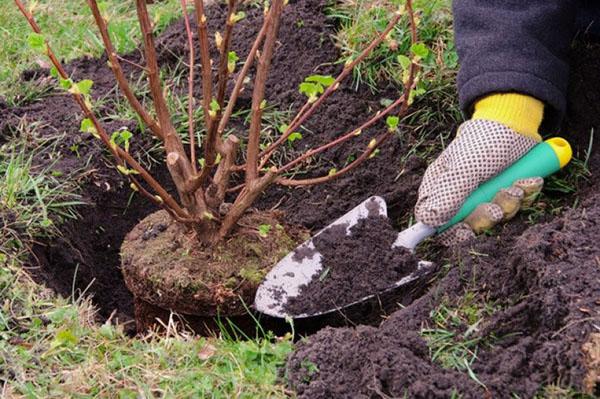 plantar una plántula