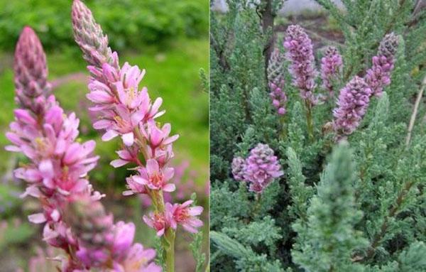 douce floraison de myrikaria