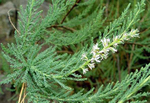 plante résistante au gel