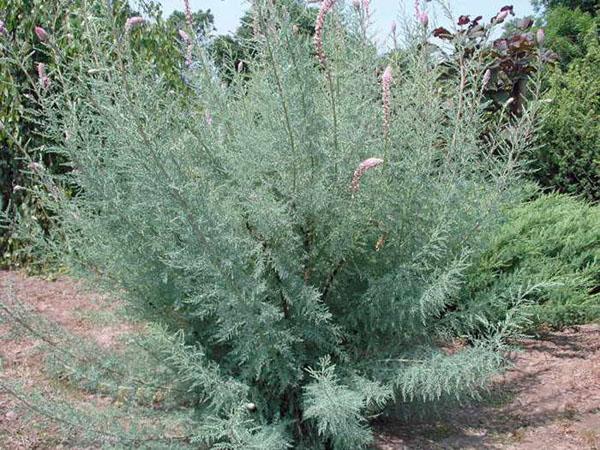 myricaria creciente