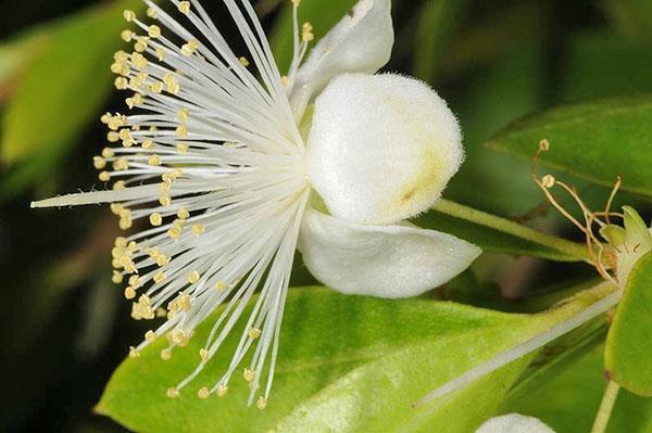 Floración de mirto con el cuidado adecuado