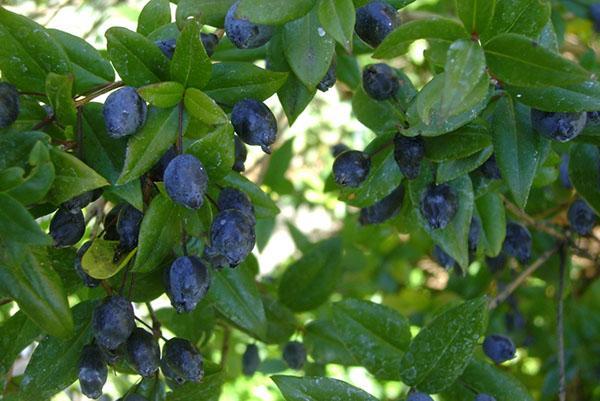 Fruta de mirto