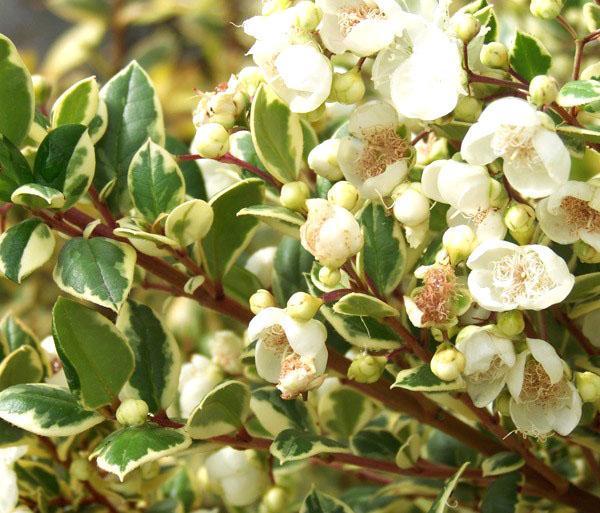 Pour une floraison abondante, le myrte a besoin d'une période de dormance fraîche.