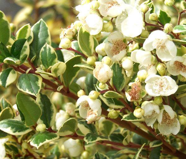 Para una floración abundante, el mirto necesita un período de inactividad fresco.