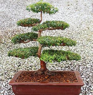 Bonsai de mirto