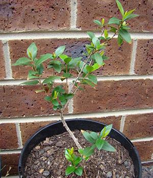 Plant