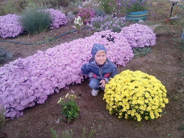 asters vivaces