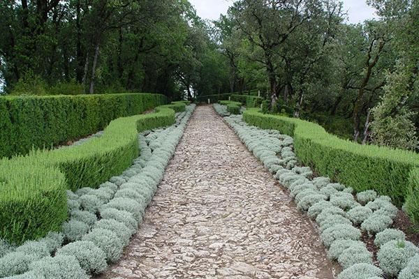 herbe à bordure argentée