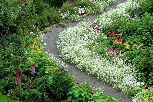 fleurs de bordure rabougries