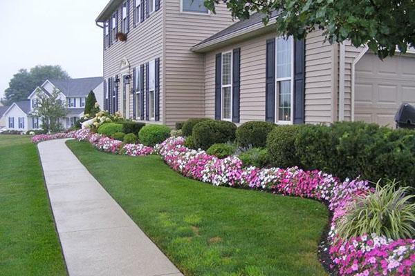 fleurs vivaces pour bordures