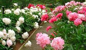 Où planter des fleurs dans le jardin