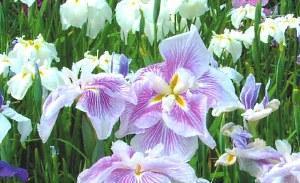 Fleurs dans le jardin