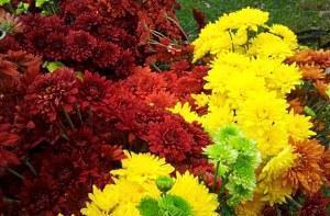 Fleurs dans le jardin et le potager