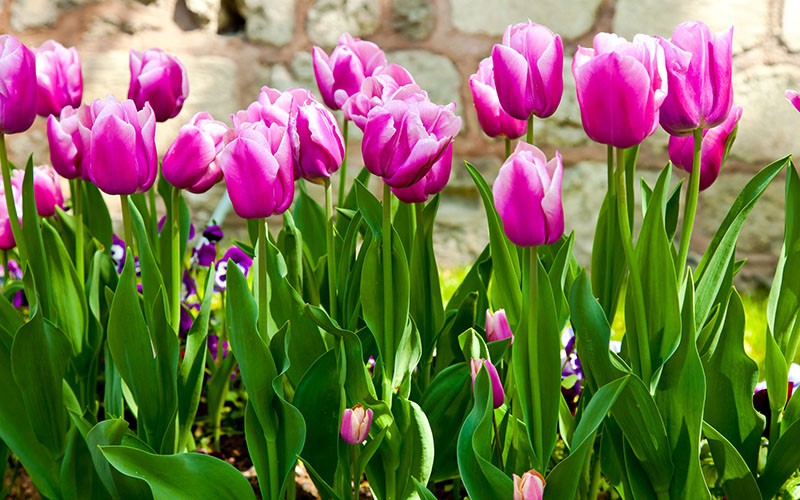 tulipanes