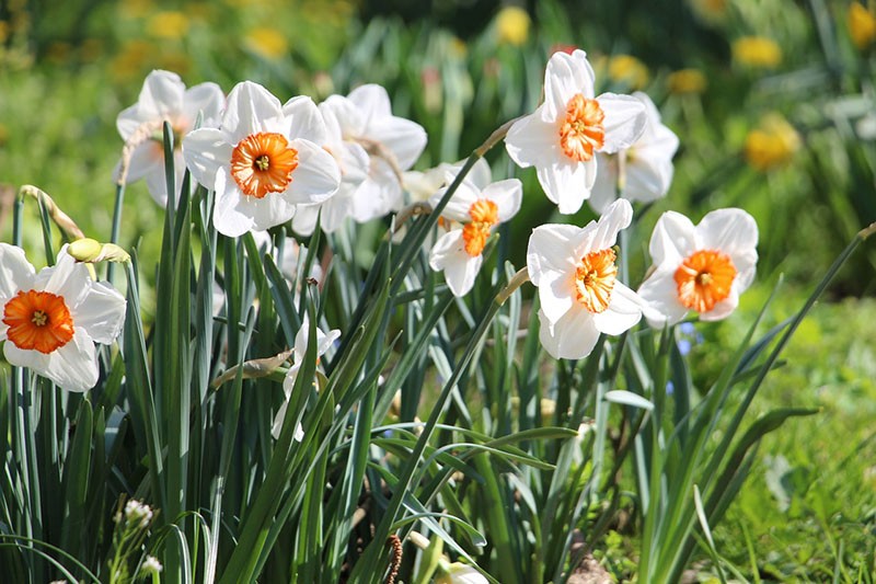 jonquilles