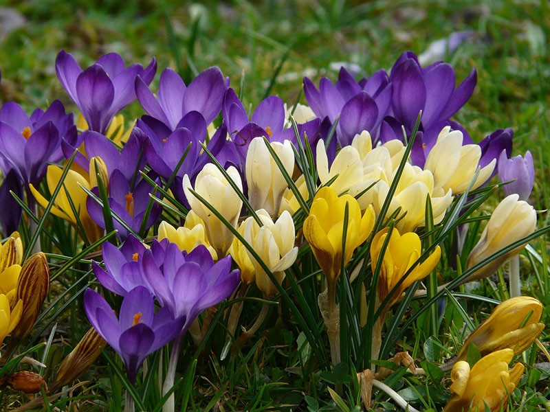 crocus