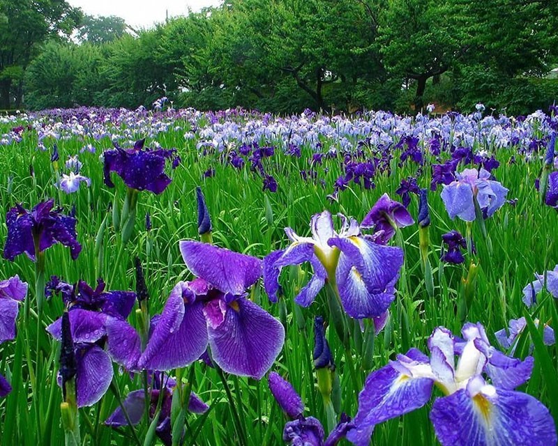 iris délicats