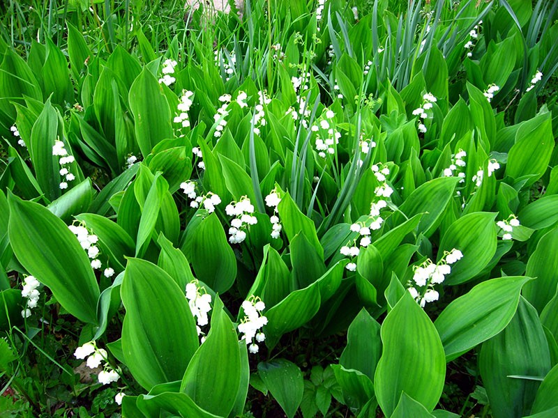 lilas del valle