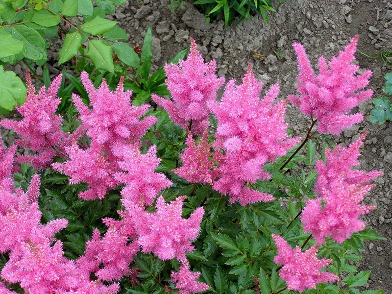 astilbe vivace