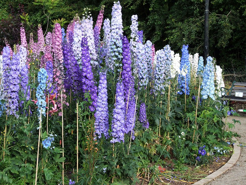 delphinium