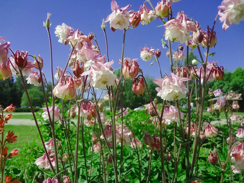 aquilegia