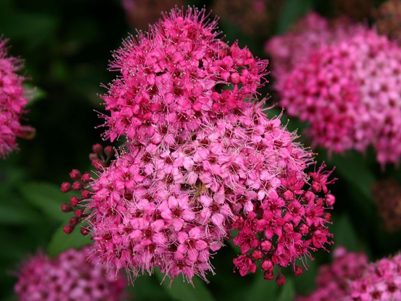 flores de spirea