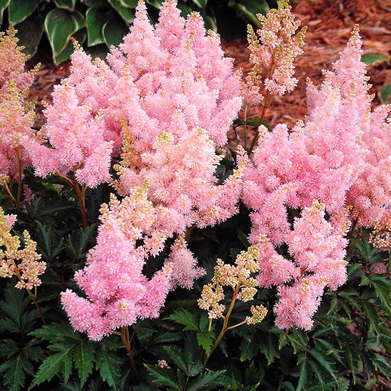 astilbe vivace