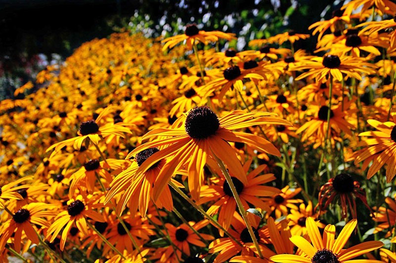 Rudbeckia florece