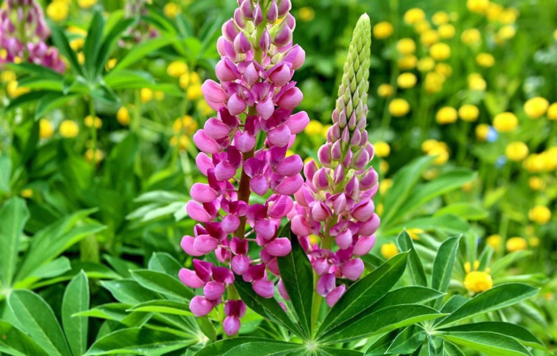 lupins