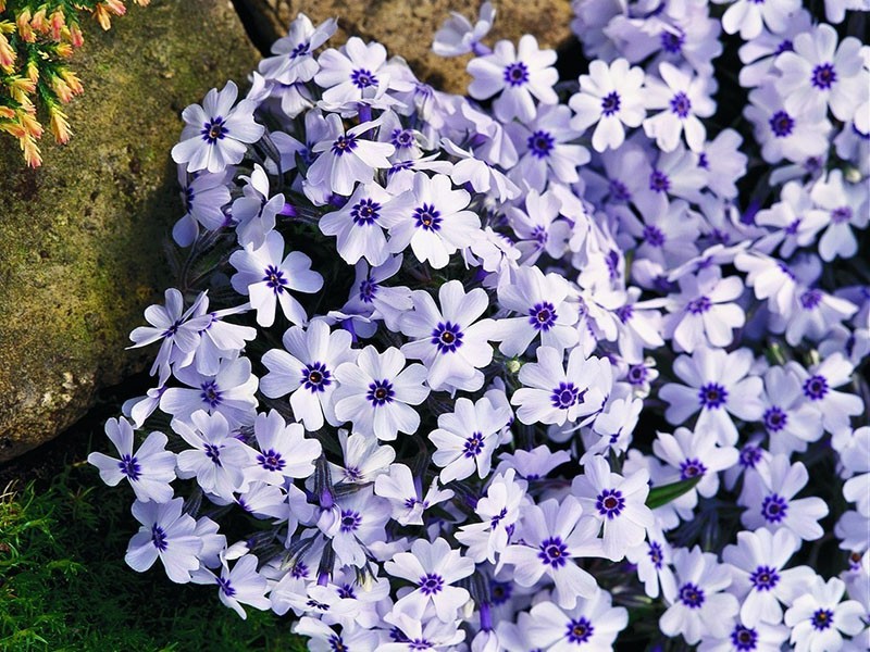 subuler le phlox