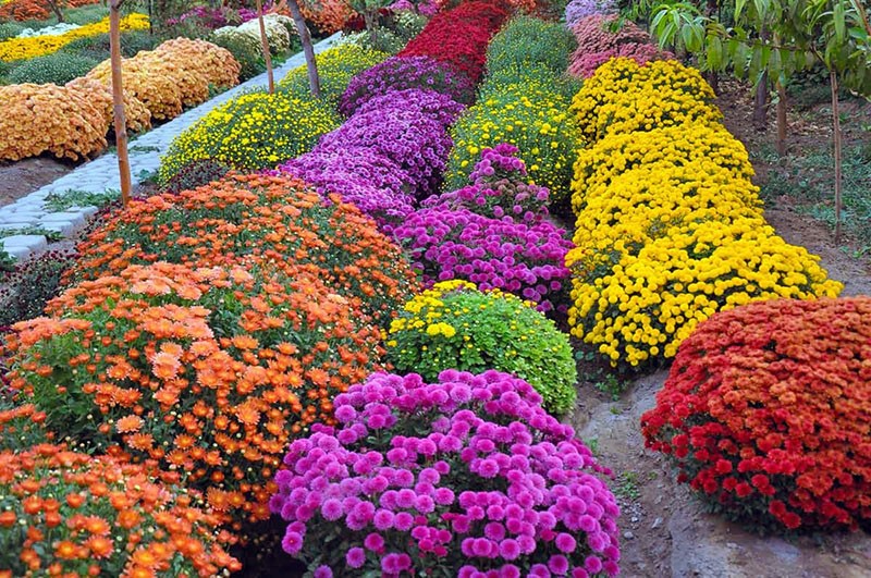 décoration de jardin de chrysanthème