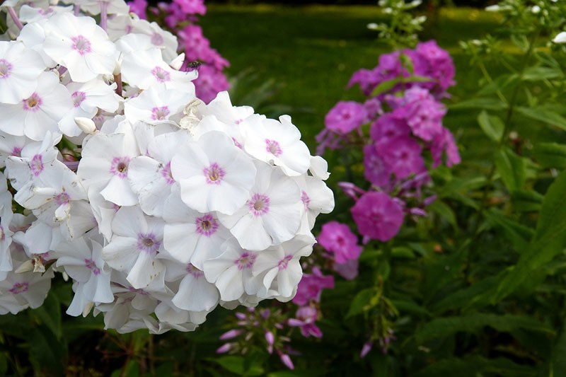 phlox vivace