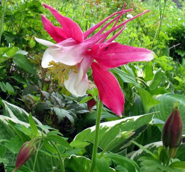 aquilegia mc canna