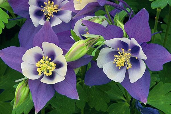 aquilegia azul