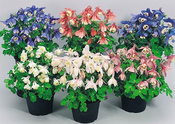 aquilegia multicolore en pots