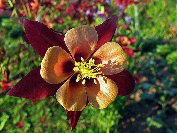 hybride aquilegia