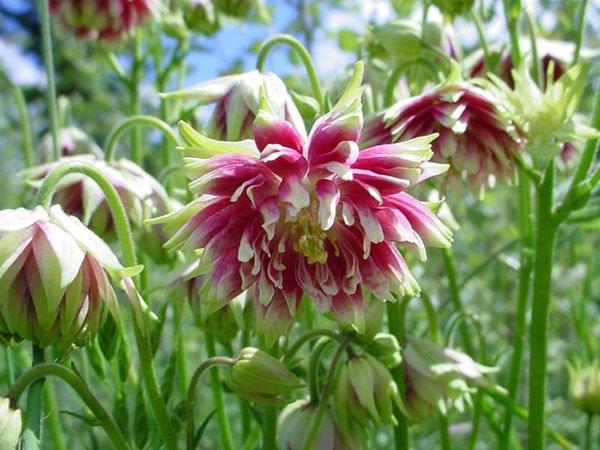 aquilegia nora barlow