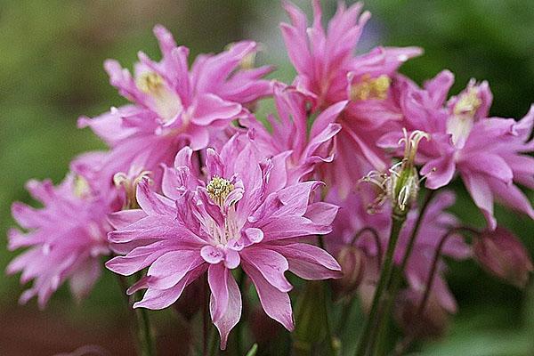 terry aquilegia