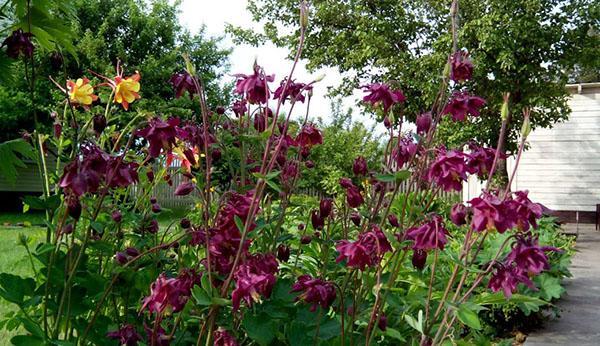 aquilegia ordinaria